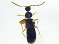 Callicerus rigidicornis